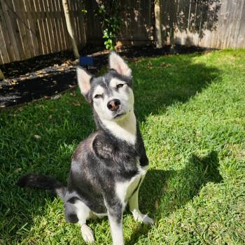 Rescue Husky Dogs for Adoption in Houston, Texas - Sky | PetCurious