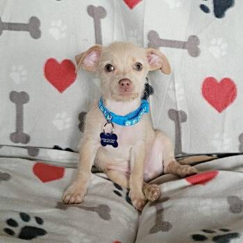 Finley -  Chihuahua and Terrier Dog for Adoption in Mesa, Arizona - Finley | PetCurious