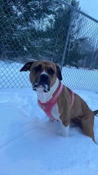 Pit Bull Terrier Dogs Available for Adoption - Ruby | PetCurious