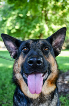 Rescue German Shepherd Dog and Mixed Breed Dogs for Adoption in Yakima, Washington - Zelda | PetCurious