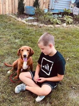 Walter -  Basset Hound and Retriever Dog for Adoption in Clinton, Wisconsin - Walter | PetCurious