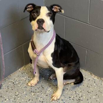 Newton -  Pit Bull Terrier and Mixed Breed Dog for Adoption in Tuscaloosa, Alabama - Newton | PetCurious