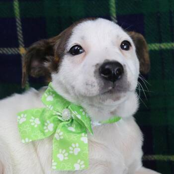 Rescue Labrador Retriever Dogs for Adoption in Fayetteville, Arkansas - Buttercup | PetCurious