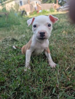 Pippa -  Pit Bull Terrier Dog for Adoption in Osceola, Missouri - Pippa | PetCurious
