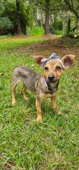 Coco (Coming Soon) -  Terrier Dog for Adoption in Bonifay, Florida - Coco (Coming Soon) | PetCurious