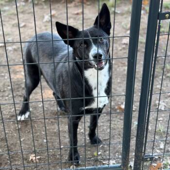 Rescue Border Collie and Mixed Breed Dogs for Adoption in Fort Smith, Arkansas - Redeye (Sinbad) | PetCurious