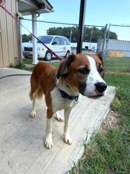 Momo -  Brittany Spaniel and Boxer Dog for Adoption in Metropolis, Illinois - Momo | PetCurious