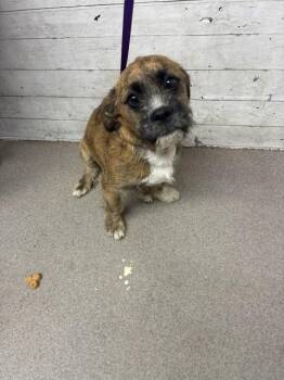 BARRINGTON -  Terrier and Mixed Breed Dog for Adoption in San Bernardino, California - BARRINGTON | PetCurious