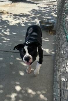 Flip -  Pit Bull Terrier Dog for Adoption in Twentynine Palms, California - Flip | PetCurious