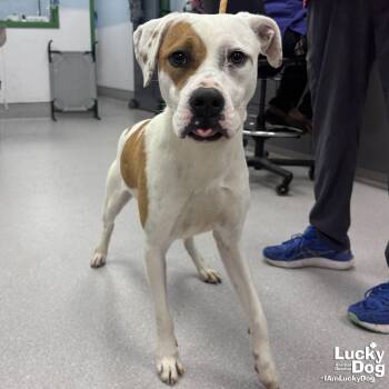 Hound and Boxer Dogs Available for Adoption - Pepsi | PetCurious