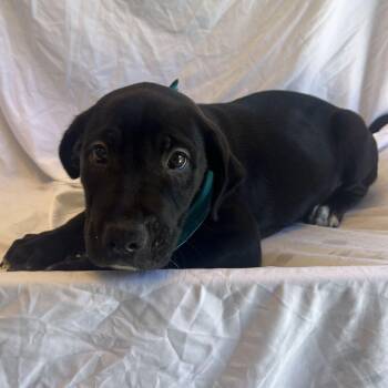Rome -  Mixed Breed Dog for Adoption in Canal Winchester, Ohio - Rome | PetCurious