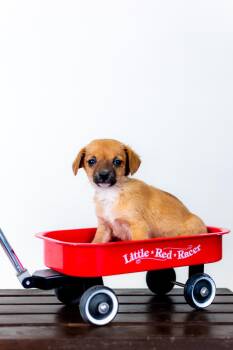 Chug Dogs Available for Adoption in Brighton, Colorado - 367-26 | PetCurious