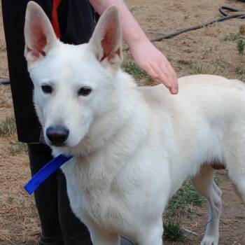 Rescue Husky Dogs for Adoption in Rochester, Washington - Polar | PetCurious