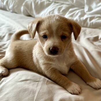 Rescue Terrier Dogs for Adoption in Sonoma, California - Moon | PetCurious