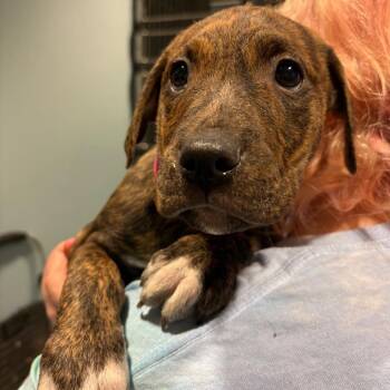 Mixed Breed Dogs Available for Adoption - Pisces | PetCurious