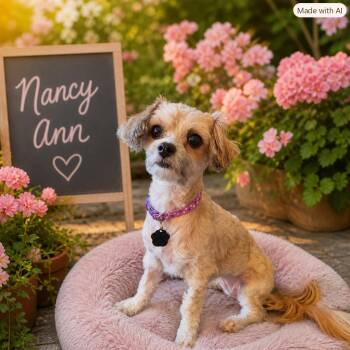 Nancy Ann -  Maltese Dog for Adoption in Orange, California - Nancy Ann | PetCurious