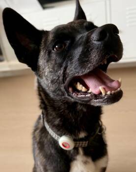 SPYRO -  Australian Shepherd Dog for Adoption in Montreal, Quebec - SPYRO | PetCurious