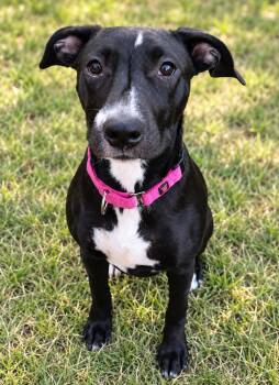 Sheba -  Mixed Breed Dog for Adoption in Windsor Locks, Connecticut - Sheba | PetCurious