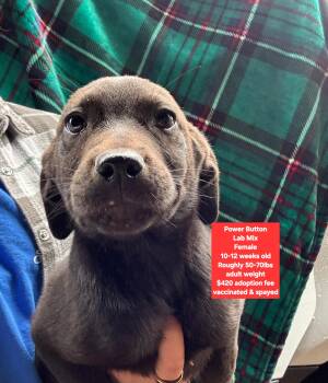 Black Labrador Retriever Dogs Available for Adoption - Power Button | PetCurious