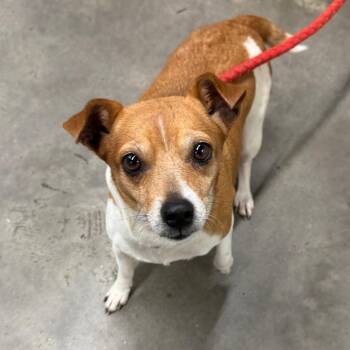 Cutie-Pie -  Jack Russell Terrier and Mixed Breed Dog for Adoption in Tampa, Florida - Cutie-Pie | PetCurious