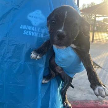 Terrier and Mixed Breed Dogs Available for Adoption in San Antonio, Texas - Cappuccino | PetCurious