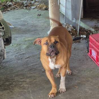 Mixed Breed Dogs Available for Adoption in Columbus, Georgia - 05/04/2026-Stray-HoodStreet | PetCurious