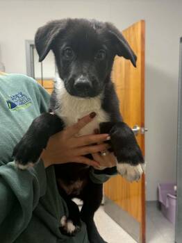 Panda -  Shepherd Dog for Adoption in Sorrento, Louisiana - Panda | PetCurious