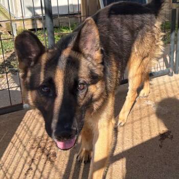 Mixed Breed Dogs Available for Adoption in Lake Jackson, Texas - Shaggy | PetCurious