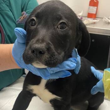 Labrador Retriever and Mixed Breed Dogs Available for Adoption - Barney Baxter | PetCurious