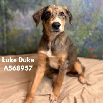 LUKE DUKE -  Australian Shepherd Dog for Adoption - LUKE DUKE | PetCurious