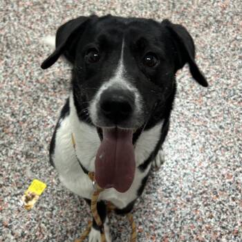 Leah -  Border Collie and Mixed Breed Dog for Adoption in Salt Lake City, Utah - Leah | PetCurious