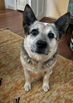 Rye -  Australian Cattle Dog Blue Heeler Dog for Adoption in Winthrop, Massachusetts - Rye | PetCurious