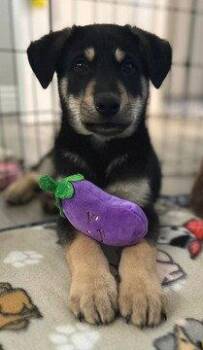 Husky and Shepherd Dogs Available for Adoption in Fremont, California - Arlo | PetCurious