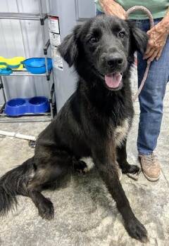 Peso -  Flat Coated Retriever Dog for Adoption in Scottsburg, Indiana - Peso | PetCurious