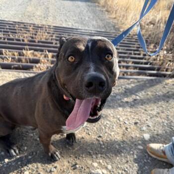 Pit Bull Terrier Dogs Available for Adoption - Bat | PetCurious