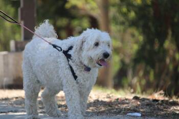 Poodle and Golden Retriever Dogs Available for Adoption in El Cajon, California - Lola | PetCurious