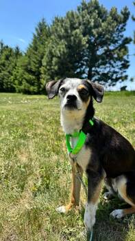 Gizmo -  Mixed Breed Dog for Adoption in Sioux Falls, South Dakota - Gizmo | PetCurious
