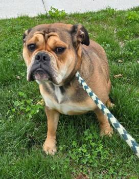 English Bulldog Dogs Available for Adoption in Warren, Michigan - Pouty Paola | PetCurious