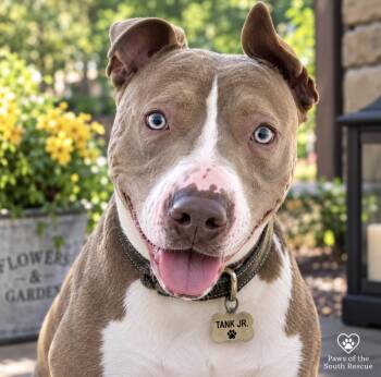 Tank Jr -  Pit Bull Terrier Dog for Adoption in Cumming, Georgia - Tank Jr | PetCurious