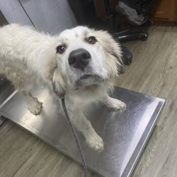 Bill -  Great Pyrenees Dog for Adoption in Summerville, South Carolina - Bill | PetCurious