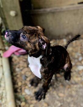 Rocko -  Bullmastiff Dog for Adoption in Jackson, Mississippi - Rocko | PetCurious