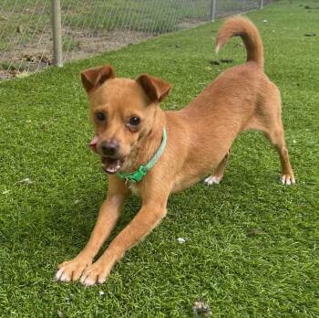 Rescue Chihuahua Dogs for Adoption in Cochran, Georgia - Diego | PetCurious