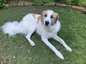 Rescue Great Pyrenees Dogs for Adoption in Quinlan, Texas - Marlow Fka Aquata | PetCurious