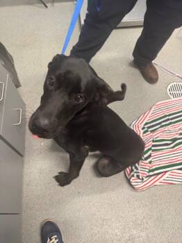 Arrow -  Great Dane and Labrador Retriever Dog for Adoption in Bloomington, Indiana - Arrow | PetCurious