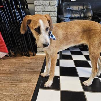 Terrier Dogs Available for Adoption in Little Rock, Arkansas - Basmati 26-020 | PetCurious