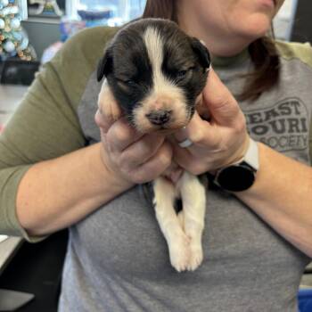 Shepherd Dogs Available for Adoption - Rover | PetCurious