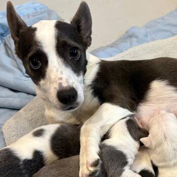 Jack Russell Terrier Dogs Available for Adoption in Yuma, Arizona - Slade | PetCurious