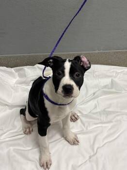 Great Dane and Mixed Breed Dogs Available for Adoption in Las Vegas, Nevada - LALA | PetCurious