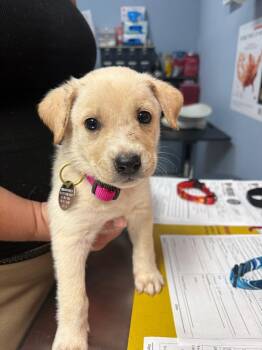 Diadum -  Boxer and German Shepherd Dog Dog for Adoption in Carson City, Nevada - Diadum | PetCurious