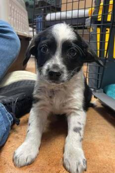 Australian Cattle Dog Blue Heeler Dogs Available for Adoption - Ichi | PetCurious